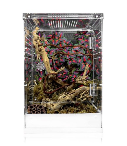 Swell reptiles acrylic - reptiles,