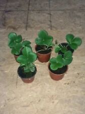 Grow Your Own Strawberry Plants cambridge favourite 24 Organic Plants