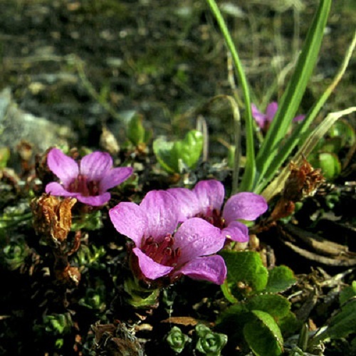 Saxifraga flower carpet - saxifraga,