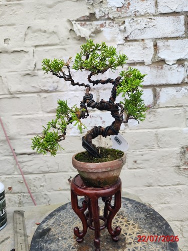 Juniper bonsai - juniper,