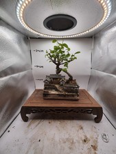 The Chinese elm tree has just