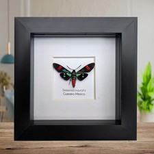 Belemnia inaurata, tiger moth