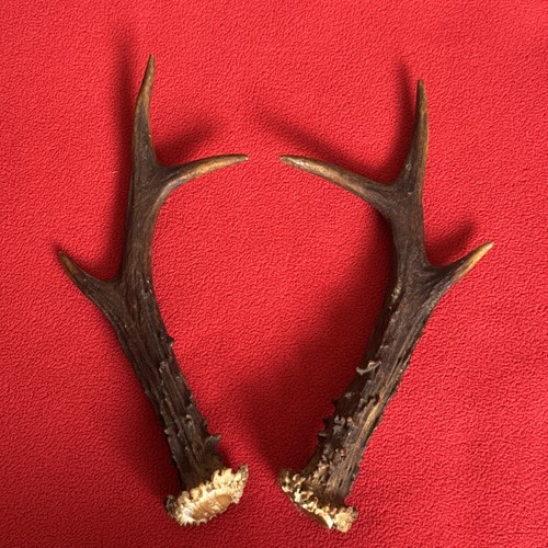 Pair roe deer - of,