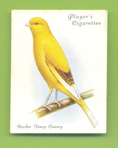 Aviary cage birds no - cage, birds.no.5