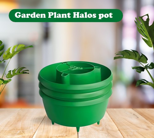 Garden tomato plant halos - garden,