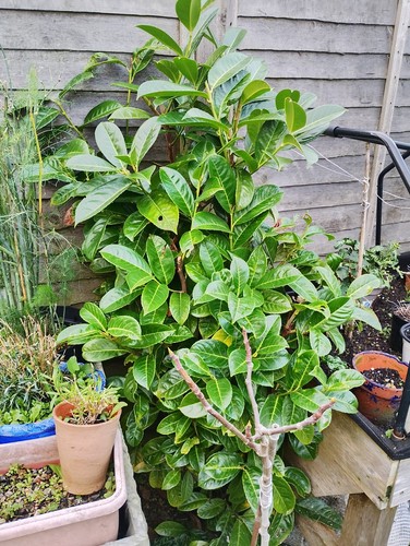 Bay laurel architectural plant - architectural,