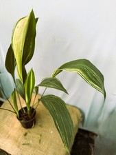 EXACT PLANT 22.9.7 Variegated Elatior Aspidistra