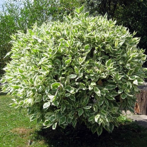 Ficus benjamina weeping fig - benjamina,