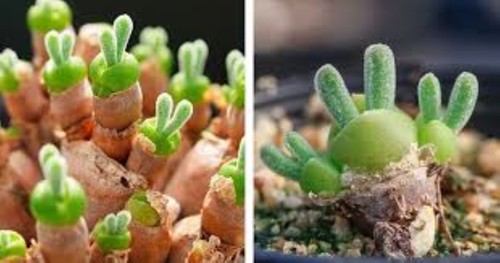 Seeds monilaria - 3,