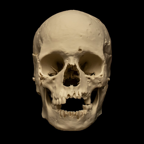 Human skull replica life - life, size