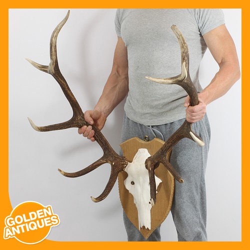 Large red deer stag - stag, skull