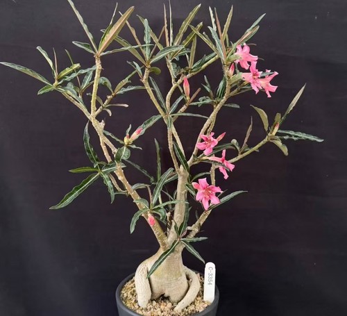 Rare cacti plant adenium - plant,