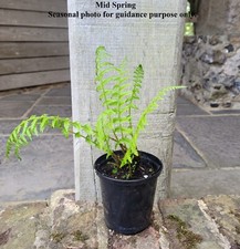 Athyrium filix-femina Lady in
