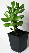 Jade plant/Money Tree -  Crassula ovata - Succulent House Plant in a 11cm Pot