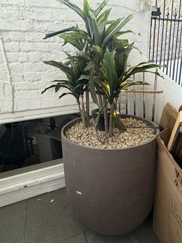 Large artificial dracaena - dracaena, /