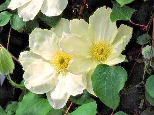 Clematis gurnsey creamin 9cm - gurnsey,