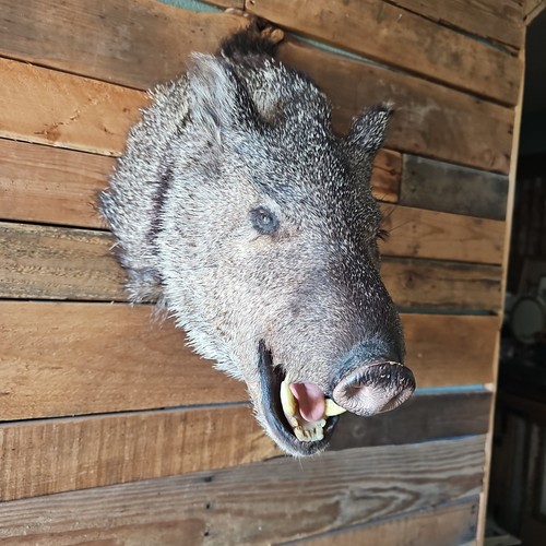 Javelina shoulder mount - shoulder,
