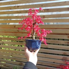 Beautiful Japanese Maple