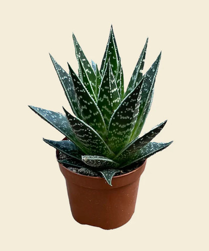 Aloe tiki plant