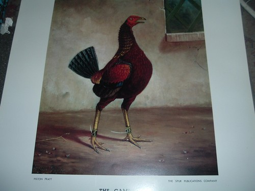 Old english game fowl - english,