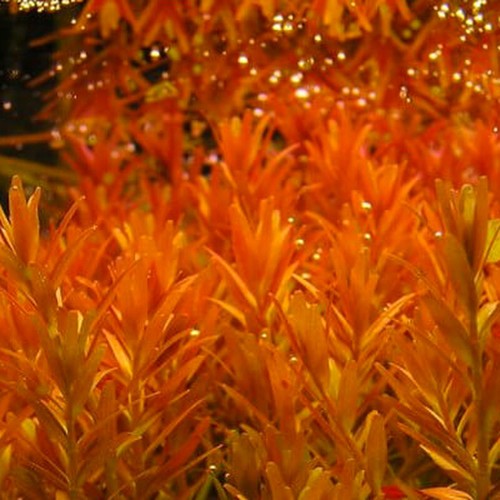 Rotala orange juice live - orange,