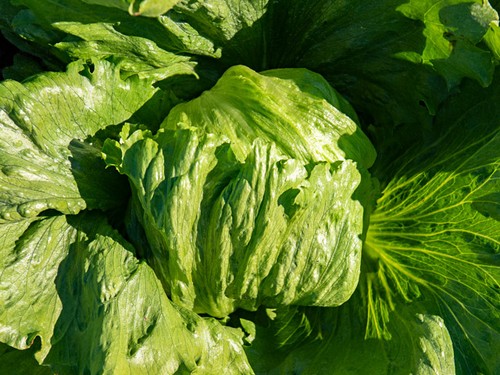 Lettuce iceberg plug plants - lettuce,