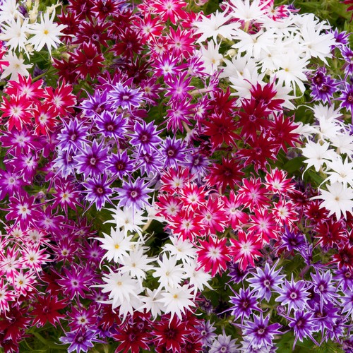 Phlox popstars mix star shape - star,