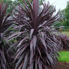 Cordyline Plants Burgundy Spire Evergreen Scented Flowering Garden Plants in Pot