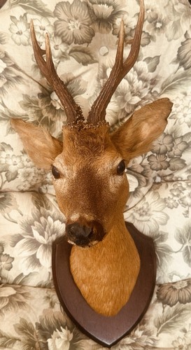 Vintage taxidermy roe - vintage, deer
