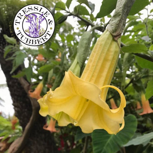 Rare brugmansia sanguinea - rare,