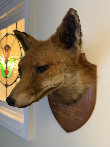 Taxidermy fox head - taxidermy,