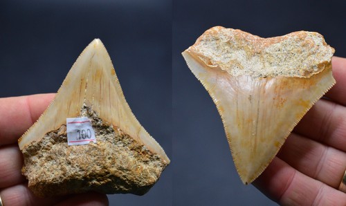 Sale best value megalodon - sale..best,