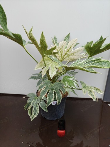 Fatsia spiders web - 3l,