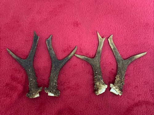 Pairs roe deer - 2,