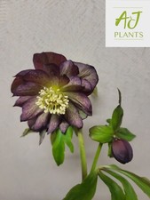 Helleborus orientalis Double