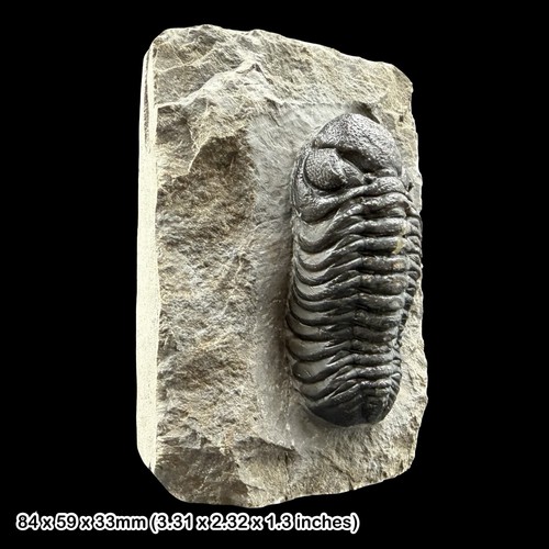 Phacops trilobite fossil - fossil, a