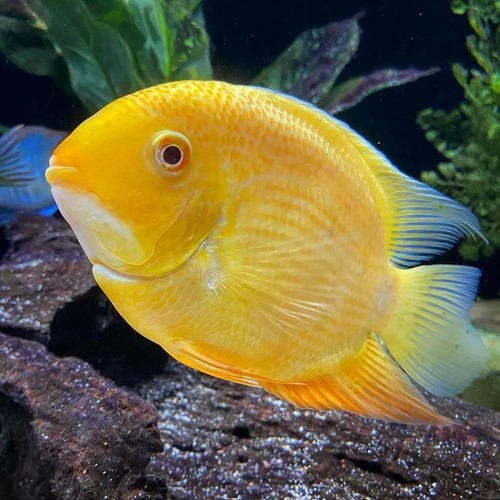 Gold severum cichlid - cichlid, –