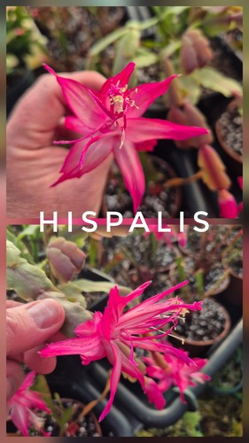 Schlumbergera hispalis - schlumbergera,