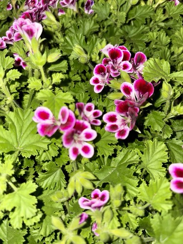 Pelargonium grand nova 5cm - nova, 10.5cm