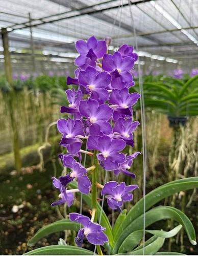 Rare vanda sasicha - vanda,