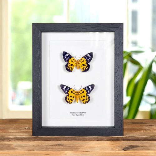 False tiger moth male - moth, female