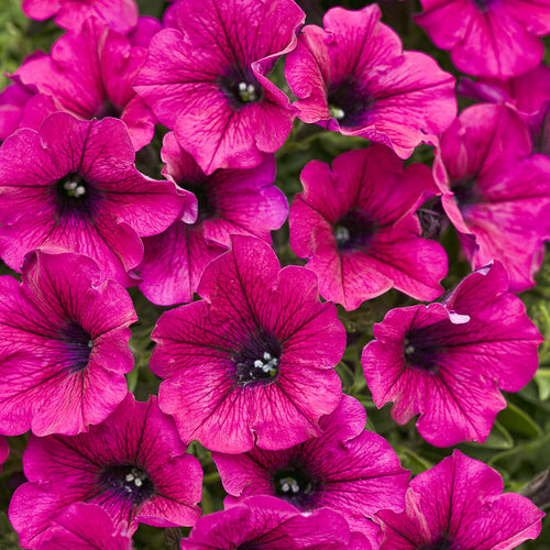 Bright pink petunia seeds - 50,