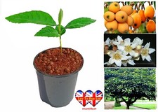 Quince,Grape,Apricot,Fig,Plum,Loquat,Hazelnut,Avocado,Lulo,Mango Tree(25-65cm)