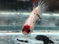 Male tancho koi betta fish plakat aquarium