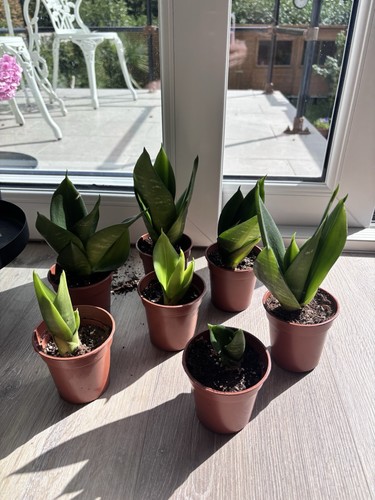 Sansevieria hahnii rooted - sansevieria,
