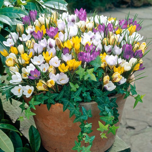 Mixed crocus bulbs - bulbs, spring