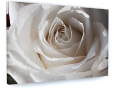 STUNNING WHITE ROSE FLOWER
