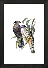 Vintage Crested Hawk Bird