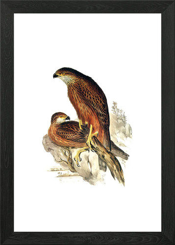 Radiated goshawk bird framed - radiated,