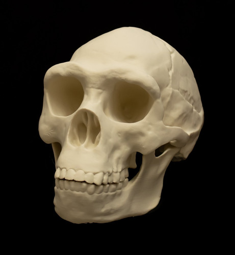 Homo erectus skull - homo,